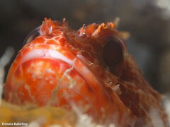 Scorpaena canariensis