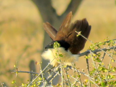 Centropus senegalensis flecki