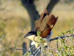 Centropus senegalensis flecki