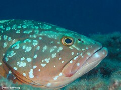 Epinephelus marginatus