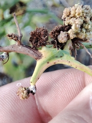 Timaspis chondrillae