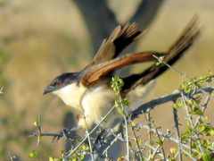 Centropus senegalensis flecki
