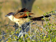 Centropus senegalensis flecki