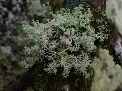 Sphaerophorus tuckermanii