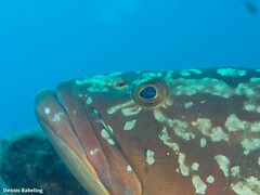 Epinephelus marginatus