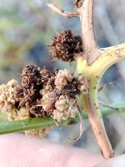 Timaspis chondrillae