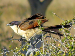Centropus senegalensis flecki