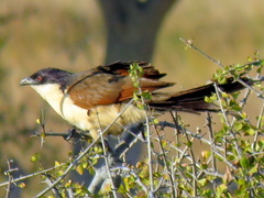 Centropus senegalensis flecki