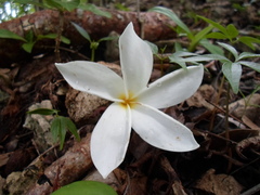 Plumeria