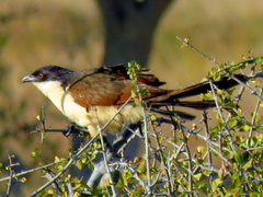 Centropus senegalensis flecki