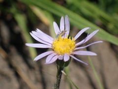 Afroaster hispidus