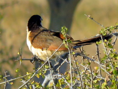 Centropus senegalensis flecki