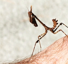 Empusa pennata