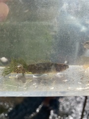 Etheostoma flabellare