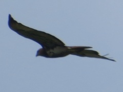 Buteo auguralis