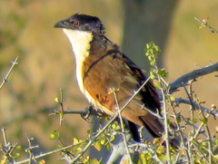 Centropus senegalensis flecki
