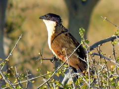 Centropus senegalensis flecki
