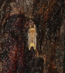 Orvasca