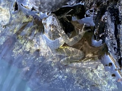 Rana boylii