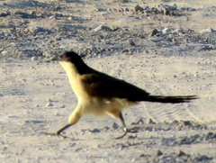 Centropus senegalensis flecki