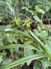 Carex grayi