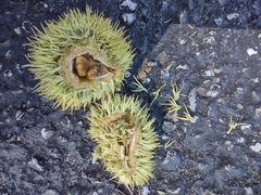 Castanea mollissima
