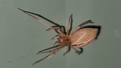 Cheiracanthium gracile