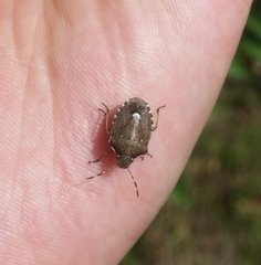 Holcostethus sphacelatus