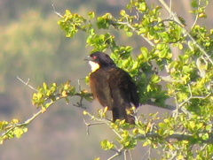 Centropus senegalensis flecki