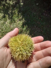 Castanea mollissima
