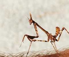 Empusa pennata