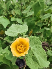 Allowissadula sessei