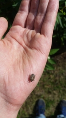 Holcostethus sphacelatus