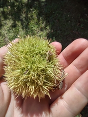 Castanea mollissima