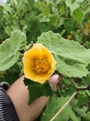 Allowissadula sessei