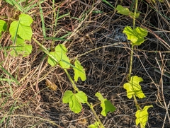 Passiflora vesicaria