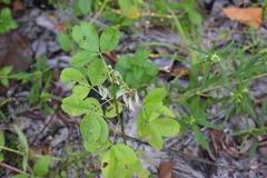 Crotalaria
