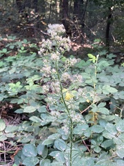 Erigeron canadensis
