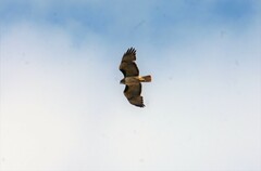 Accipiter cooperii