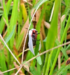 Pygarctia roseicapitis