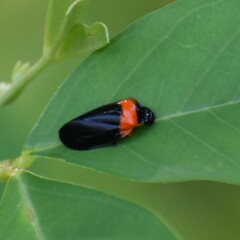 Phymatostetha deschampsi