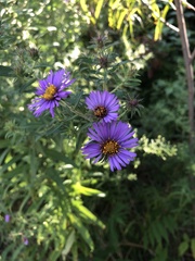 Symphyotrichum novae-angliae