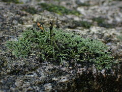 Pilophorus acicularis