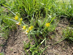 Hypoxis rigidula