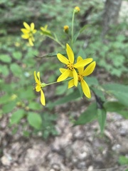 Helianthus microcephalus