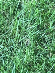 Muhlenbergia schreberi