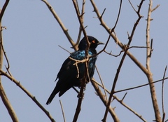 Lamprotornis nitens