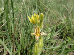 Hypoxis rigidula