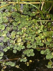 Hydrocharis morsus-ranae