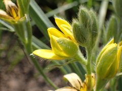 Hypoxis rigidula